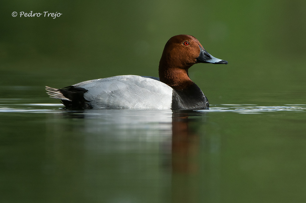 Porron común (Aythya ferina)